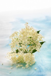 vista de una flor de sauco