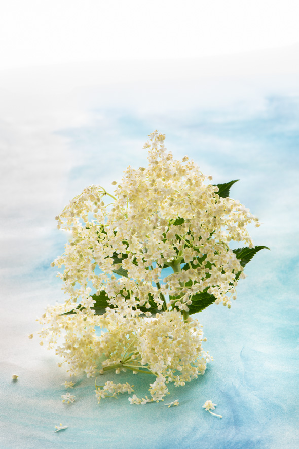 vista de una flor de sauco