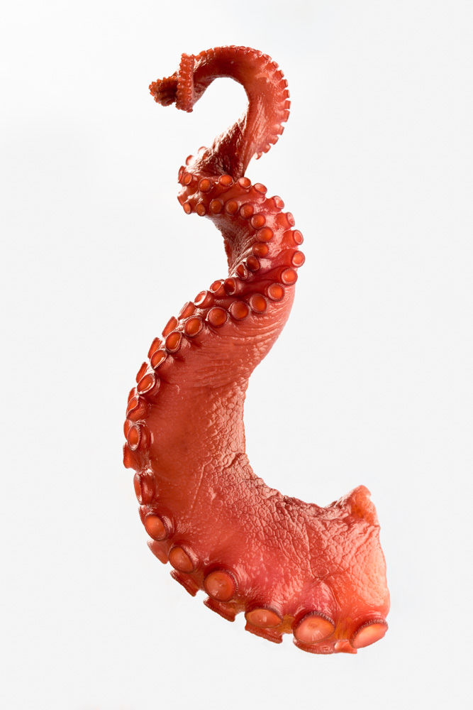 un tentaculo de pulpo