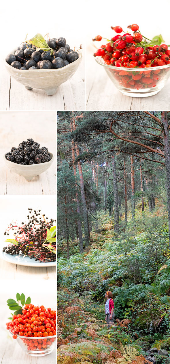 Blog frutos del bosque